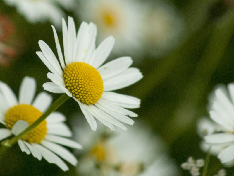 fonds-marguerite