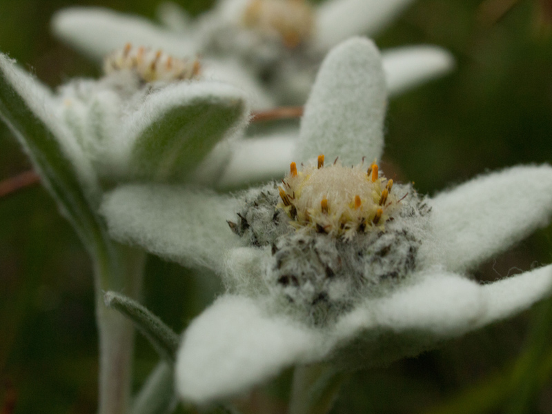 edelweiss